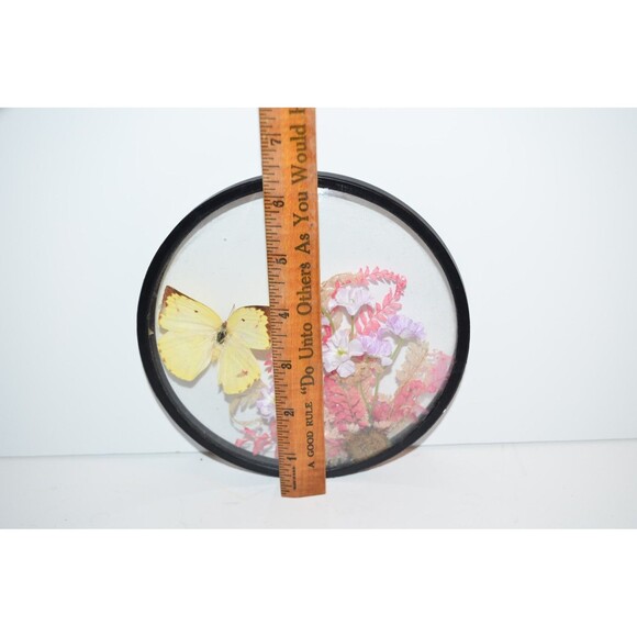 Vtg Creco Butterfly And Pink Flower Taxidermy  Round Convex Glass Wall Frame - Picture 3 of 7